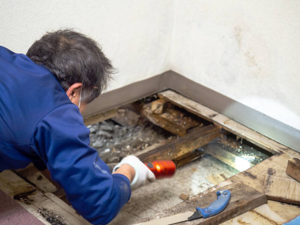Best Basement Mold Remediation in Gate City, VA
