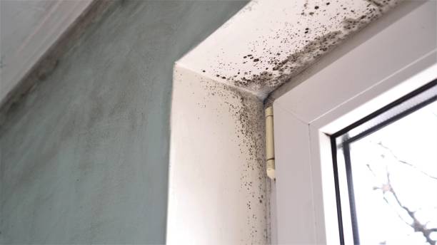 Best Basement Mold Remediation in Gate City, VA