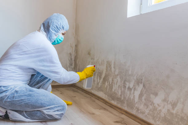 Best Attic Mold Remediation in Gate City, VA