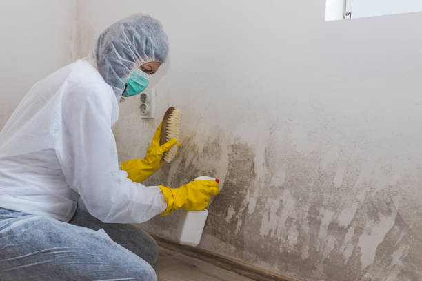 Best Mold Remediation for Specific Building Types in Gate City, VA