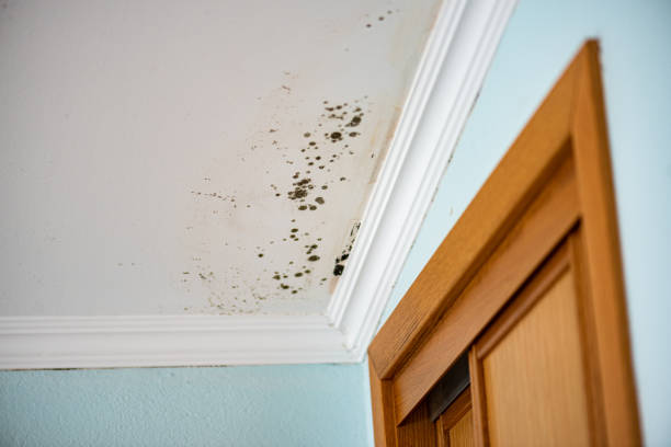 Best Attic Mold Remediation in Gate City, VA