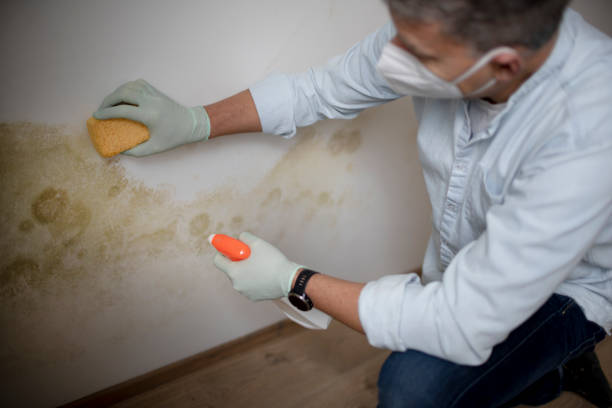 Best Crawl Space Mold Remediation in Gate City, VA