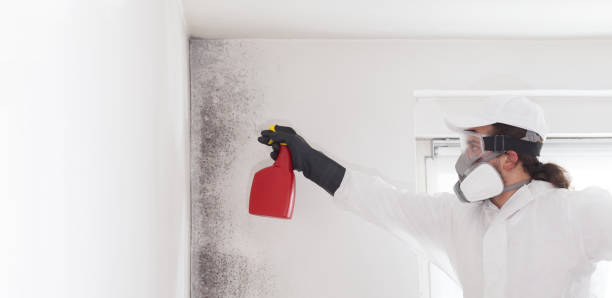 Best Post-Flood Mold Remediation in Gate City, VA