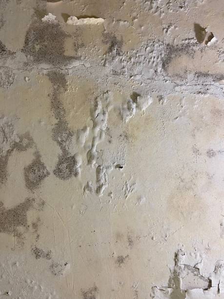 Best Bathroom Mold Remediation in Gate City, VA
