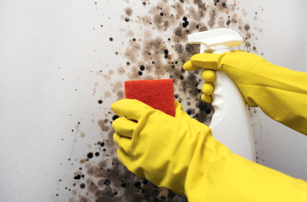 Best Mold Testing and Inspection Services in Gate City, VA