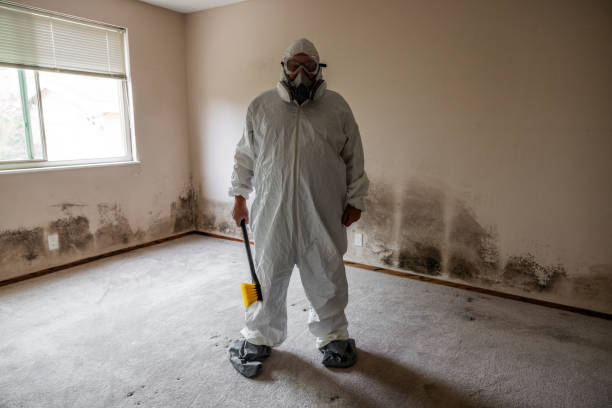 Best Post-Flood Mold Remediation in Gate City, VA
